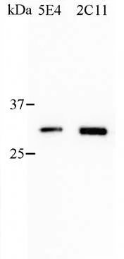 Western blot - Anti-Pit1 antibody [2C11] (AB10623)