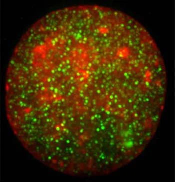 Immunocytochemistry/ Immunofluorescence - Anti-Pit1 antibody [5E4] (AB10545)