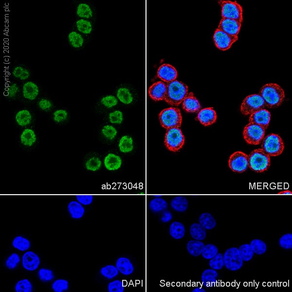 Immunocytochemistry/ Immunofluorescence - Anti-Pit1 antibody [EPR23555-203] (ab273048), expandable thumbnail
