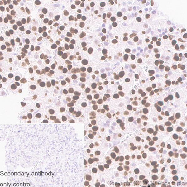 Immunohistochemistry (Formalin/PFA-fixed paraffin-embedded sections) - Anti-Pit1 antibody [EPR23555-203] (AB273048), expandable thumbnail