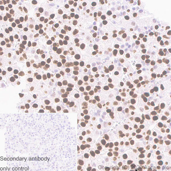 Immunohistochemistry (Formalin/PFA-fixed paraffin-embedded sections) - Anti-Pit1 antibody [EPR23555-203] (AB273048)