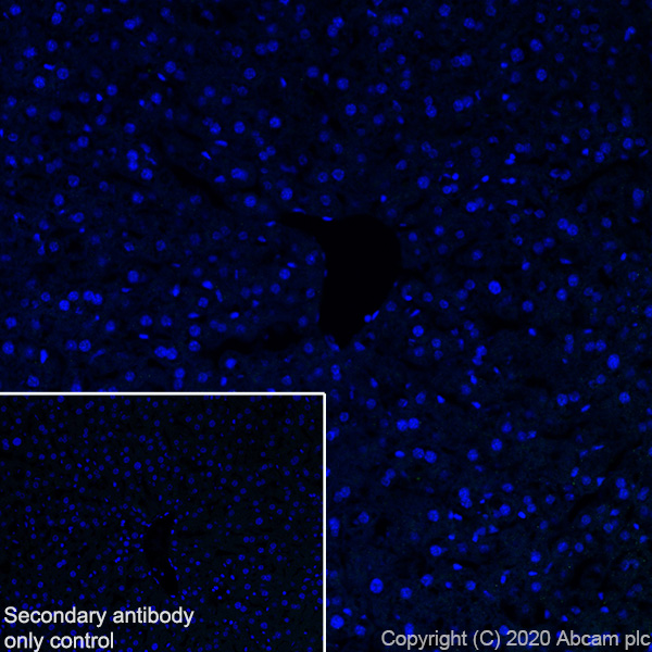 Immunohistochemistry (Frozen sections) - Anti-Pit1 antibody [EPR23555-203] (ab273048), expandable thumbnail