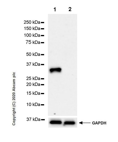 Western blot - Anti-Pit1 antibody [EPR23555-203] (AB273048), expandable thumbnail