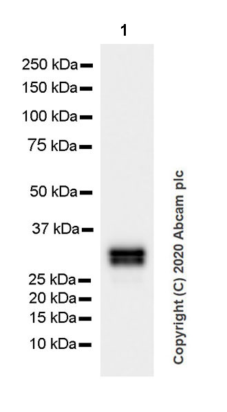 Western blot - Anti-Pit1 antibody [EPR23555-203] (AB273048), expandable thumbnail