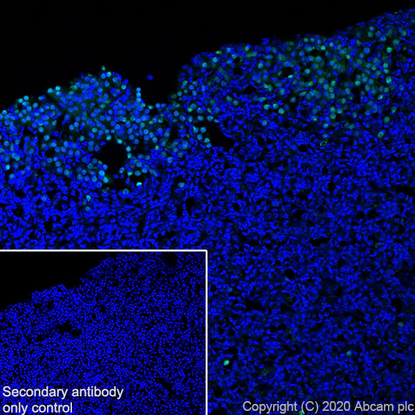 Immunohistochemistry (Frozen sections) - Anti-Pit1 antibody [EPR23555-203] - BSA and Azide free (AB273057)