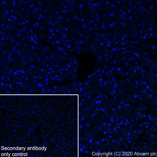 Immunohistochemistry (Frozen sections) - Anti-Pit1 antibody [EPR23555-203] - BSA and Azide free (AB273057)