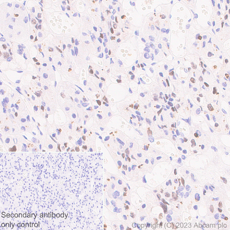 Immunohistochemistry (Formalin/PFA-fixed paraffin-embedded sections) - Anti-Pit1 antibody [EPR28191-52] - BSA and Azide free (ab313643), expandable thumbnail
