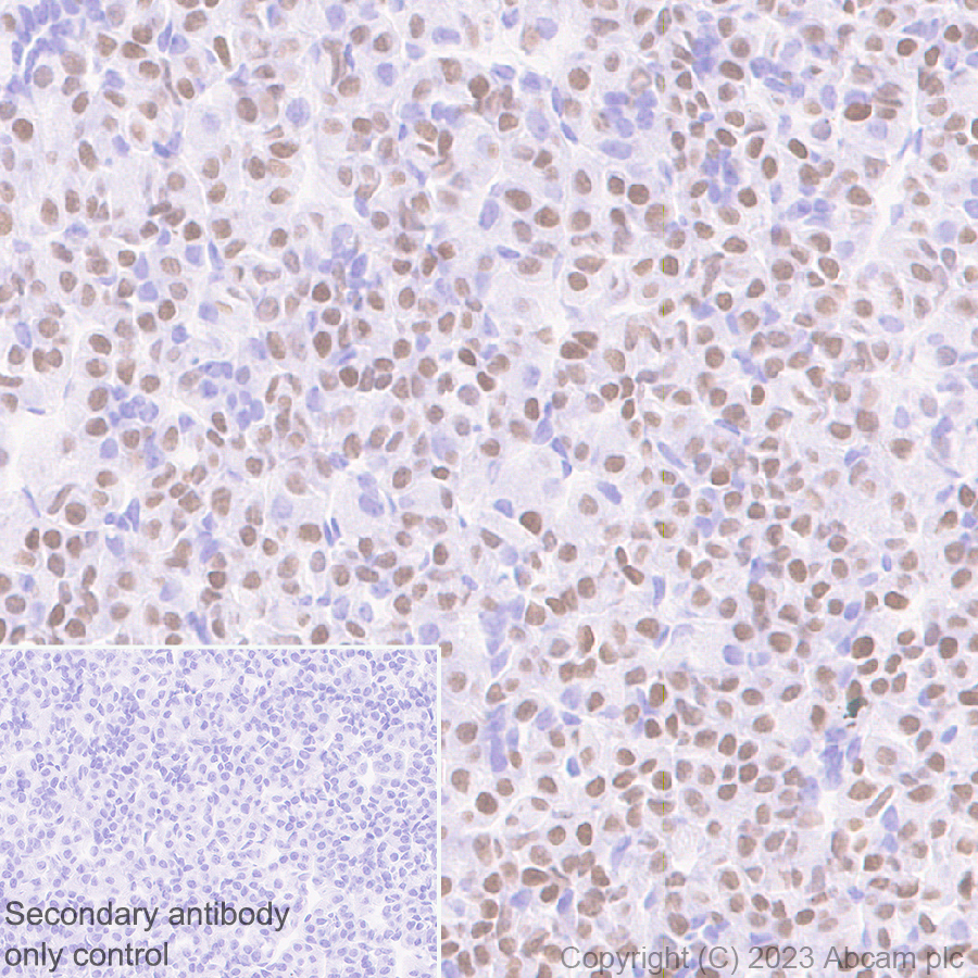 Immunohistochemistry (Formalin/PFA-fixed paraffin-embedded sections) - Anti-Pit1 antibody [EPR28191-52] - BSA and Azide free (ab313643), expandable thumbnail