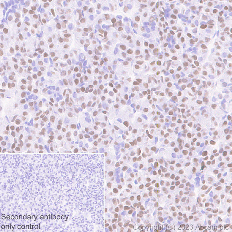 Immunohistochemistry (Formalin/PFA-fixed paraffin-embedded sections) - Anti-Pit1 antibody [EPR28191-52] - BSA and Azide free (AB313643)