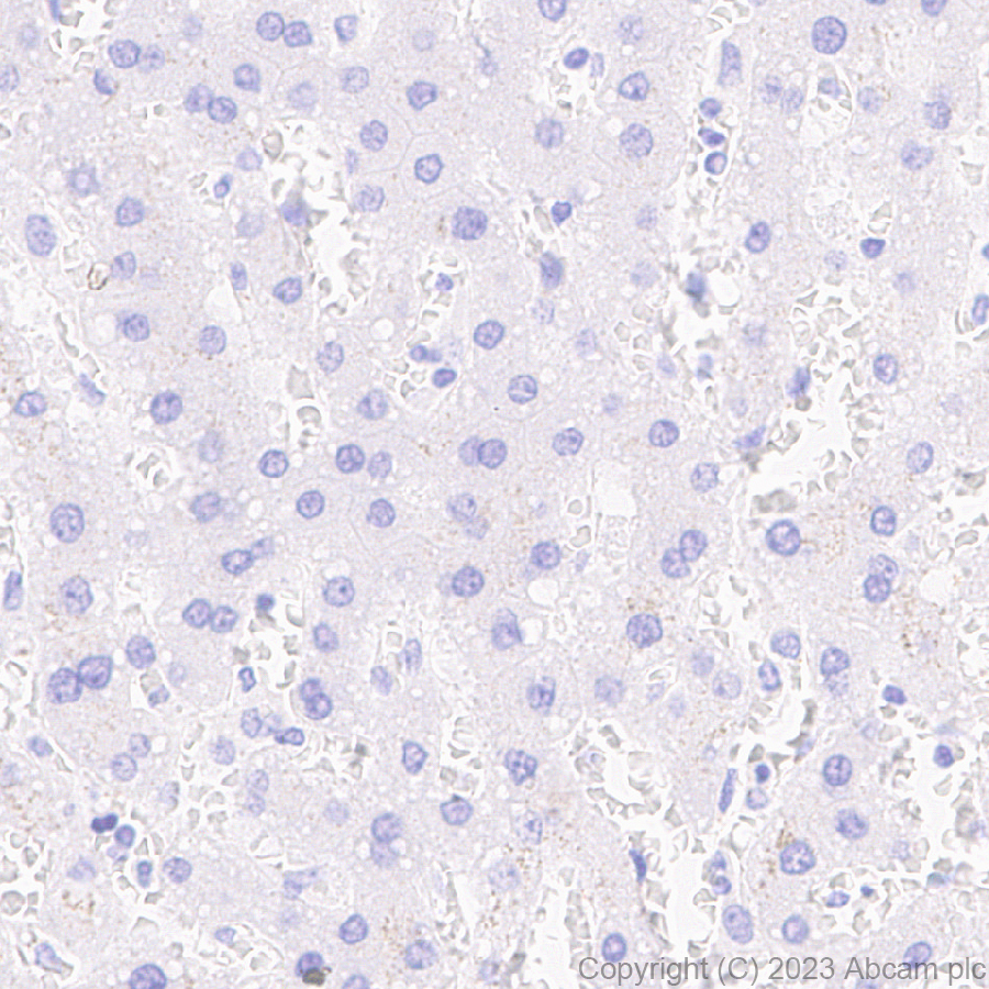 Immunohistochemistry (Formalin/PFA-fixed paraffin-embedded sections) - Anti-Pit1 antibody [EPR28191-52] - BSA and Azide free (ab313643), expandable thumbnail