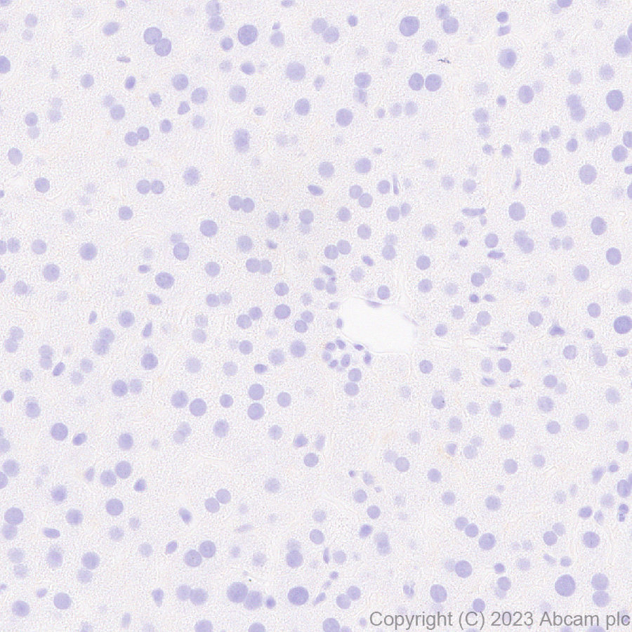 Immunohistochemistry (Formalin/PFA-fixed paraffin-embedded sections) - Anti-Pit1 antibody [EPR28191-52] - BSA and Azide free (ab313643), expandable thumbnail