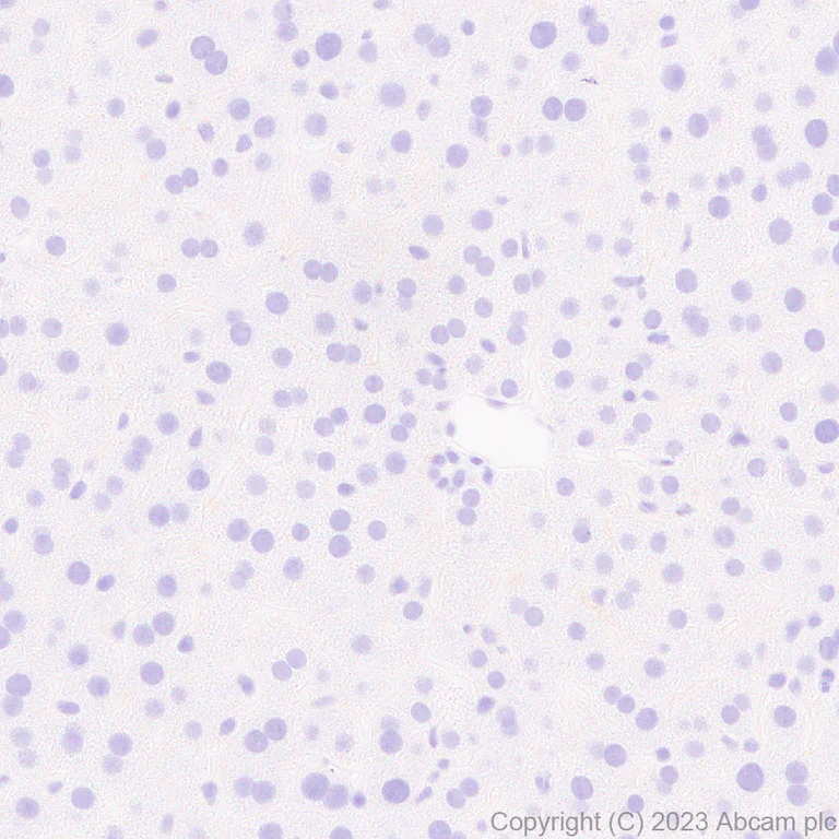 Immunohistochemistry (Formalin/PFA-fixed paraffin-embedded sections) - Anti-Pit1 antibody [EPR28191-52] - BSA and Azide free (AB313643)