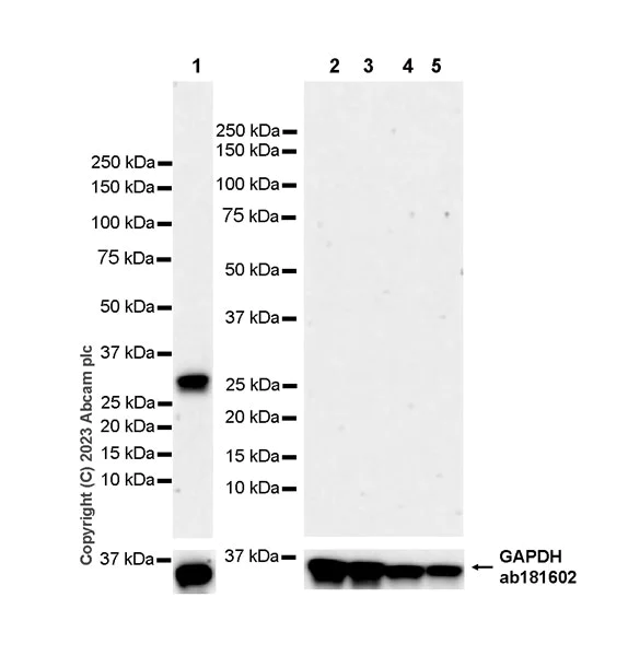 Western blot - Anti-Pit1 antibody [EPR28191-52] - BSA and Azide free (AB313643)