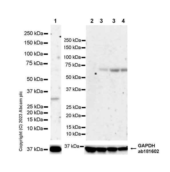 Western blot - Anti-Pit1 antibody [EPR28191-52] - BSA and Azide free (AB313643)