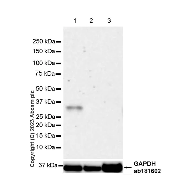 Western blot - Anti-Pit1 antibody [EPR28191-52] - BSA and Azide free (AB313643)