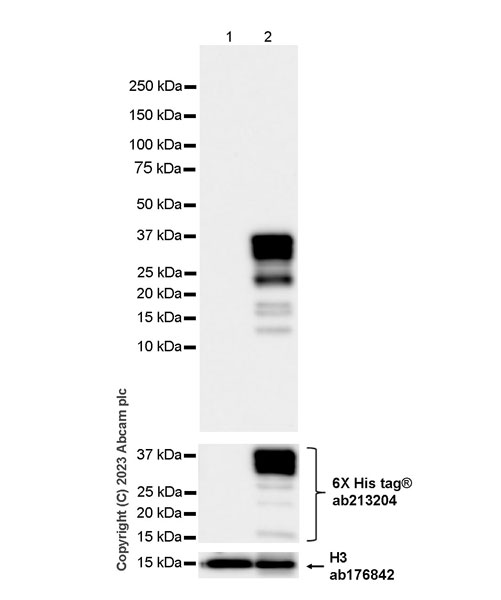 Western blot - Anti-Pit1 antibody [EPR28191-52] - BSA and Azide free (AB313643), expandable thumbnail