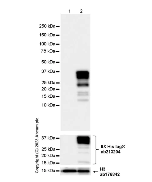 Western blot - Anti-Pit1 antibody [EPR28191-52] - BSA and Azide free (AB313643)