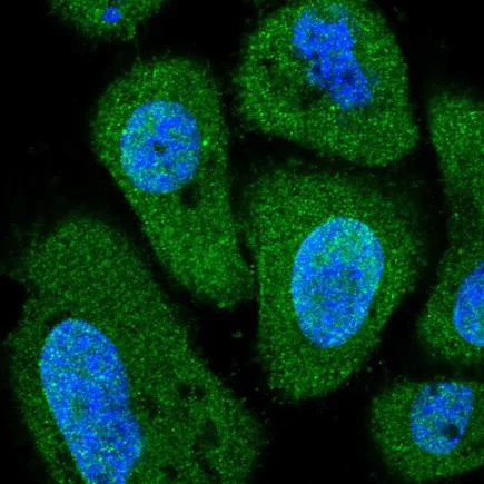 Immunocytochemistry/ Immunofluorescence - Anti-PITPNC1 antibody (AB222078)