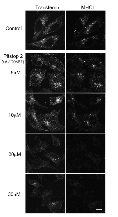 Functional Studies - Pitstop® 2, cell-permeable clathrin inhibitor (AB120687)