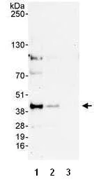 Western blot - Anti-PITX1/BFT antibody (AB70273)