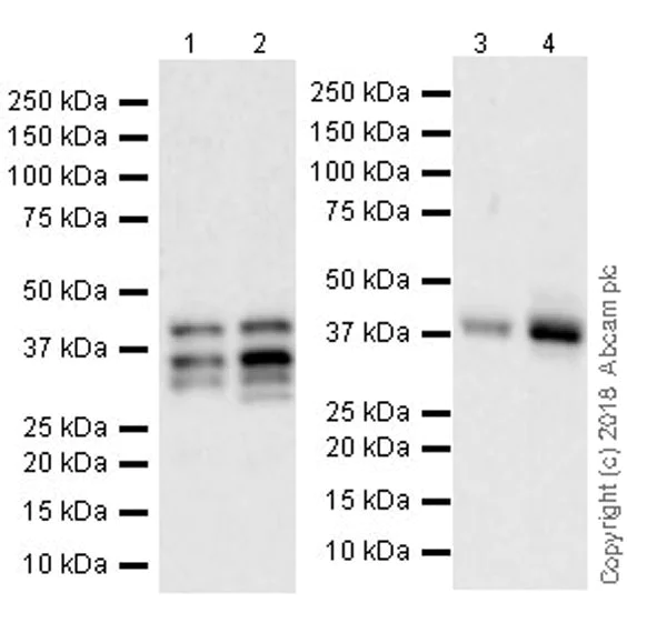 Western blot - Anti-PITX2/RGS antibody [EPR22417] (AB221142)