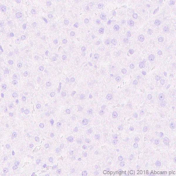 Immunohistochemistry (Formalin/PFA-fixed paraffin-embedded sections) - Anti-PITX2/RGS antibody [EPR22417] - BSA and Azide free (AB244343)