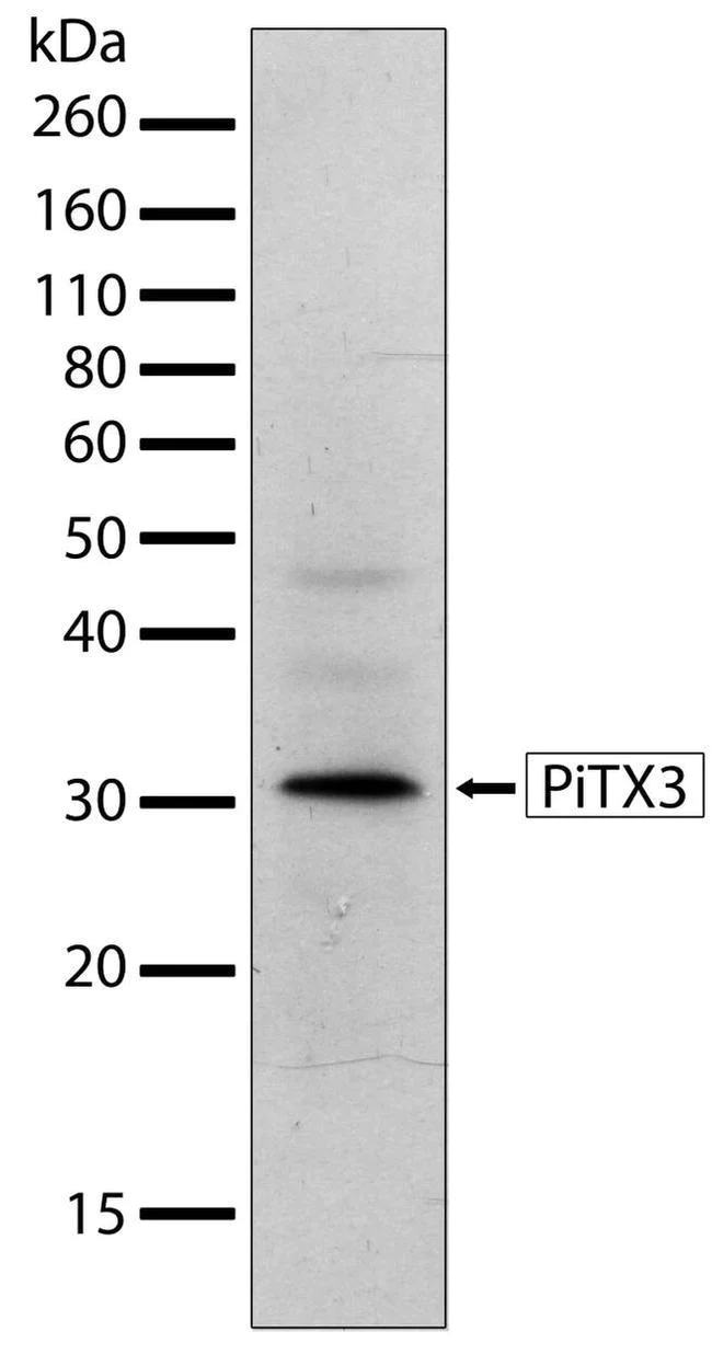 Western blot - Anti-PITX3/PTX3 Antibody [RP23040049] (AB313403)