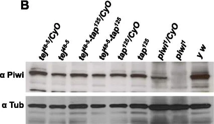 Western blot - Anti-Piwi antibody (AB5207)