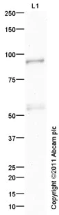 Western blot - Anti-Piwi antibody (AB5207)