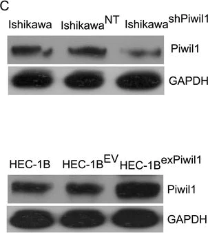 Western blot - Anti-PIWIL1 antibody (AB105393)