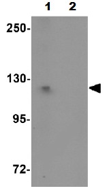 Western blot - Anti-PIWIL1 antibody (AB105393)