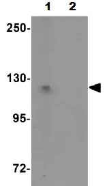Western blot - Anti-PIWIL1 antibody (AB105393)