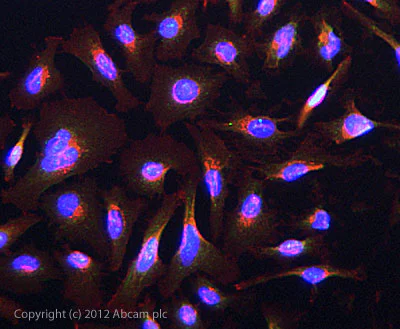 Immunocytochemistry/ Immunofluorescence - Anti-PIWIL1 antibody (AB12337)