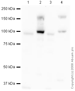 Western blot - Anti-PIWIL1 antibody (AB12337)