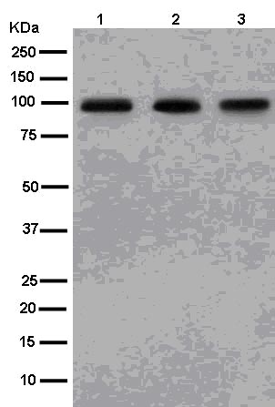 Western blot - Anti-PIWIL1 antibody [EPR13812(B)] - BSA and Azide free (AB250313)