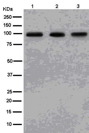 Western blot - Anti-PIWIL1 antibody [EPR13812(B)] - BSA and Azide free (AB250313)