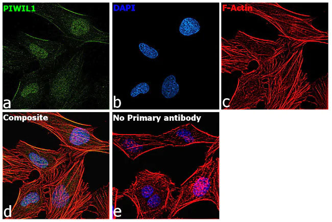 Immunocytochemistry/ Immunofluorescence - Anti-PIWIL1 antibody [RP23040046] (AB308014)