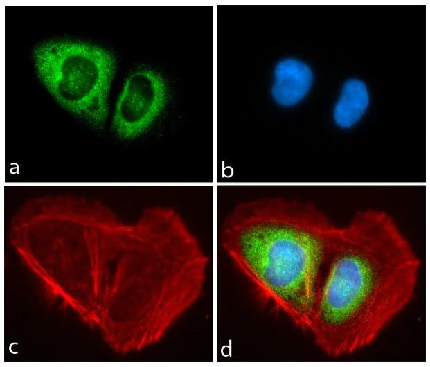 Immunocytochemistry/ Immunofluorescence - Anti-PIWIL1 antibody [RP23040046] (AB308014)