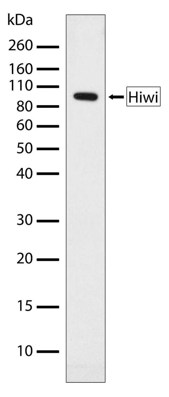 Western blot - Anti-PIWIL1 antibody [RP23040046] (AB308014)