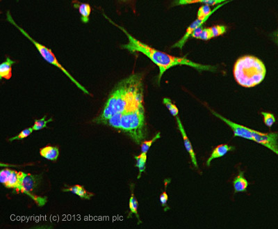 Immunocytochemistry/ Immunofluorescence - Anti-PIWIL2 antibody [87/3] (AB151398), expandable thumbnail