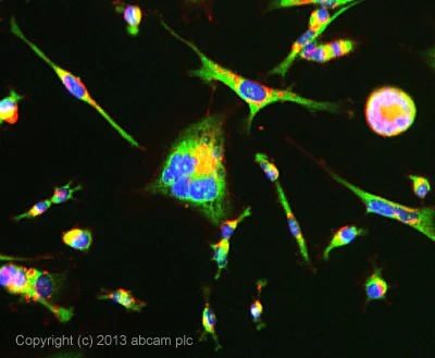 Immunocytochemistry/ Immunofluorescence - Anti-PIWIL2 antibody [87/3] (AB151398)