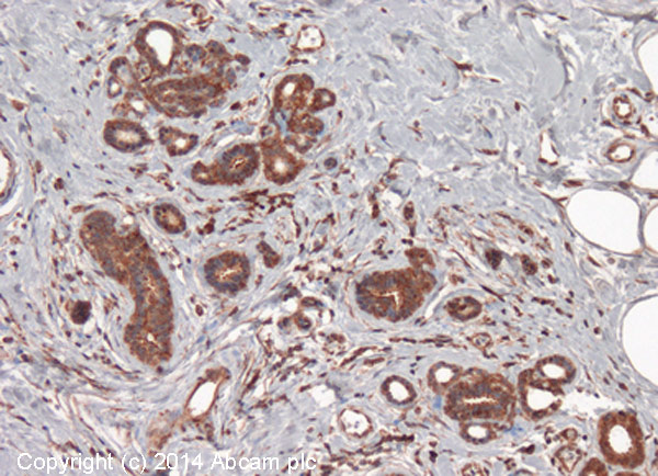 Immunohistochemistry (Formalin/PFA-fixed paraffin-embedded sections) - Anti-PIWIL2 antibody [87/3] (AB151398), expandable thumbnail