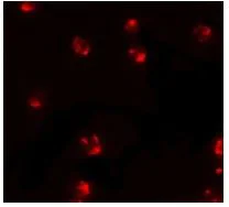 Immunocytochemistry/ Immunofluorescence - Anti-PIWIL2 antibody (AB181340)