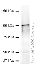 Western blot - Anti-PIWIL2 antibody (AB36764)