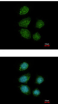 Immunocytochemistry/ Immunofluorescence - Anti-PIWIL4/PIWI antibody (AB111714), expandable thumbnail