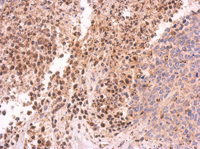 Immunohistochemistry (Formalin/PFA-fixed paraffin-embedded sections) - Anti-PIWIL4/PIWI antibody (AB111714), expandable thumbnail