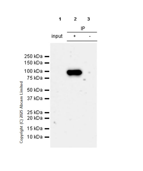 Immunoprecipitation - Anti-PIWIL4/PIWI antibody [EPR28186-10] (AB324050), expandable thumbnail