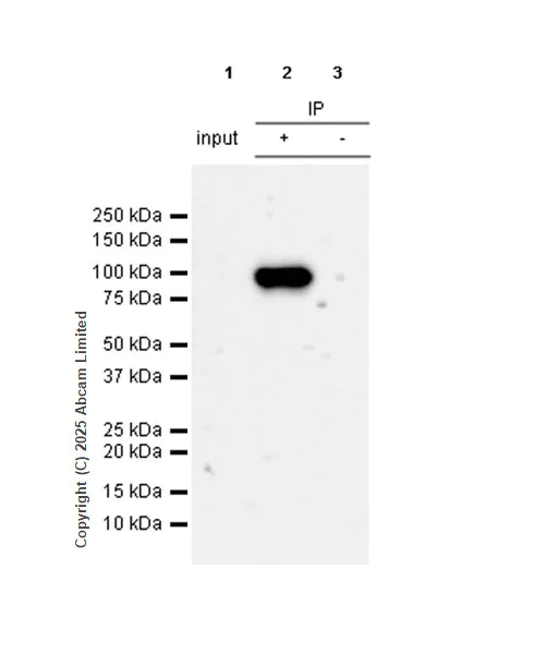 Immunoprecipitation - Anti-PIWIL4/PIWI antibody [EPR28186-10] (AB324050)