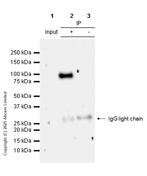 Immunoprecipitation - Anti-PIWIL4/PIWI antibody [EPR28186-10] (ab324050), expandable thumbnail