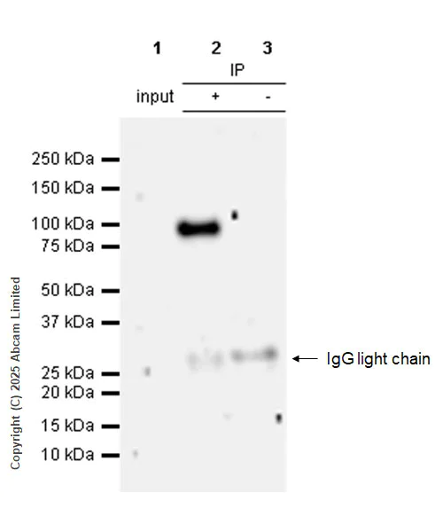 Immunoprecipitation - Anti-PIWIL4/PIWI antibody [EPR28186-10] (AB324050)